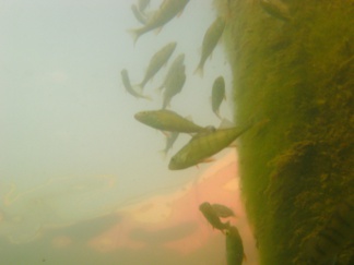 Fische an der Waluliso-Brücke, Foto: Clemens Zauner
